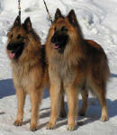 Grimma and Gibson